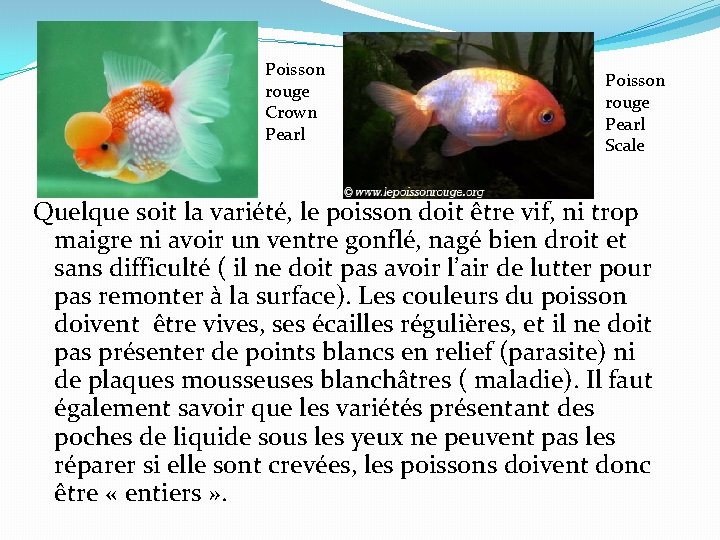 Poisson rouge Crown Pearl Poisson rouge Pearl Scale Quelque soit la variété, le poisson