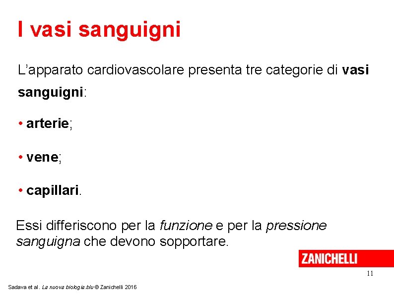 I vasi sanguigni L’apparato cardiovascolare presenta tre categorie di vasi sanguigni: • arterie; •