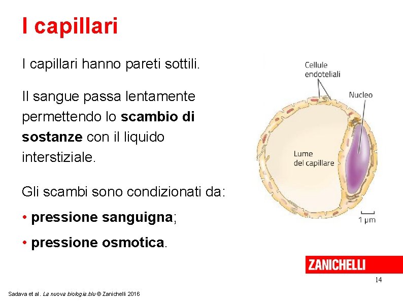 I capillari hanno pareti sottili. Il sangue passa lentamente permettendo lo scambio di sostanze