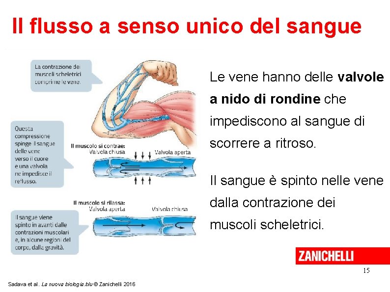 Il flusso a senso unico del sangue Le vene hanno delle valvole a nido