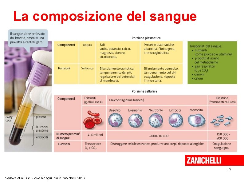 La composizione del sangue 17 Sadava et al. La nuova biologia. blu © Zanichelli