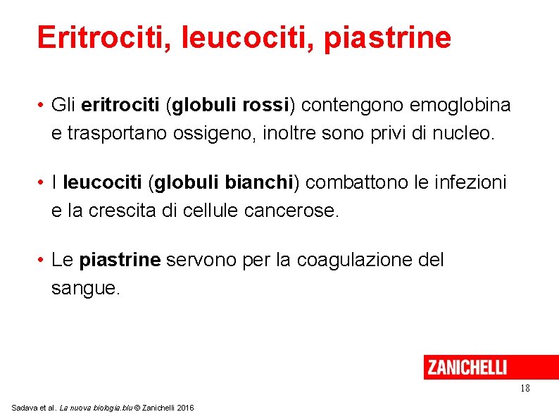 Eritrociti, leucociti, piastrine • Gli eritrociti (globuli rossi) contengono emoglobina e trasportano ossigeno, inoltre