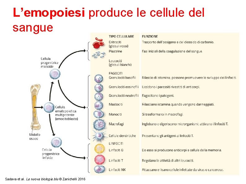 L’emopoiesi produce le cellule del sangue Sadava et al. La nuova biologia. blu ©