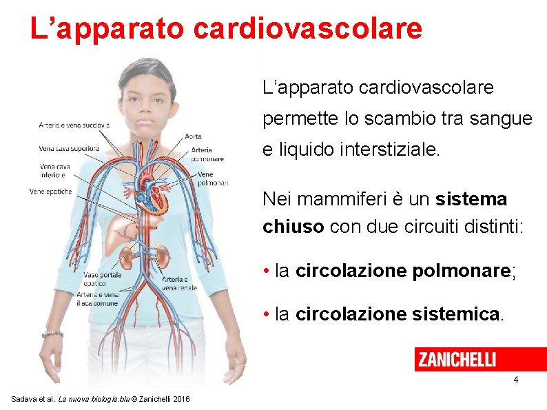 L’apparato cardiovascolare permette lo scambio tra sangue e liquido interstiziale. Nei mammiferi è un