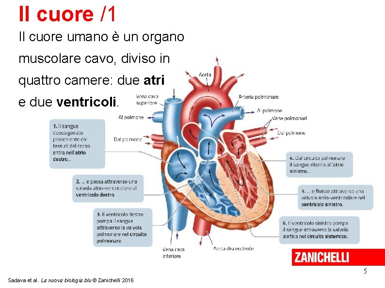 Il cuore /1 Il cuore umano è un organo muscolare cavo, diviso in quattro