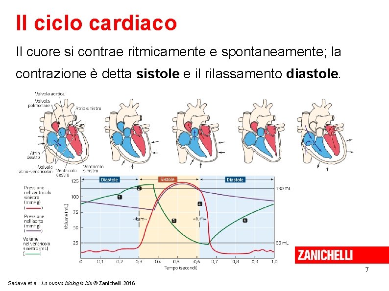 Il ciclo cardiaco Il cuore si contrae ritmicamente e spontaneamente; la contrazione è detta