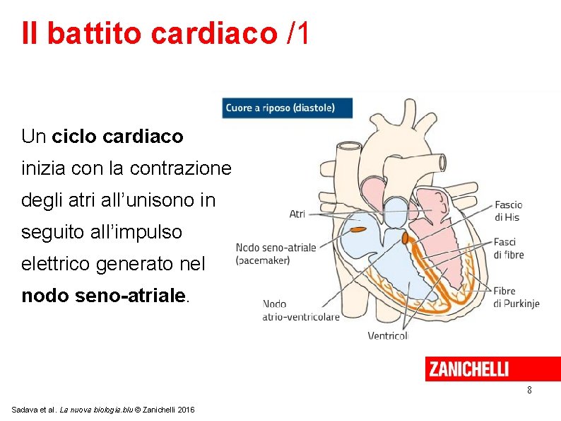 Il battito cardiaco /1 Un ciclo cardiaco inizia con la contrazione degli atri all’unisono