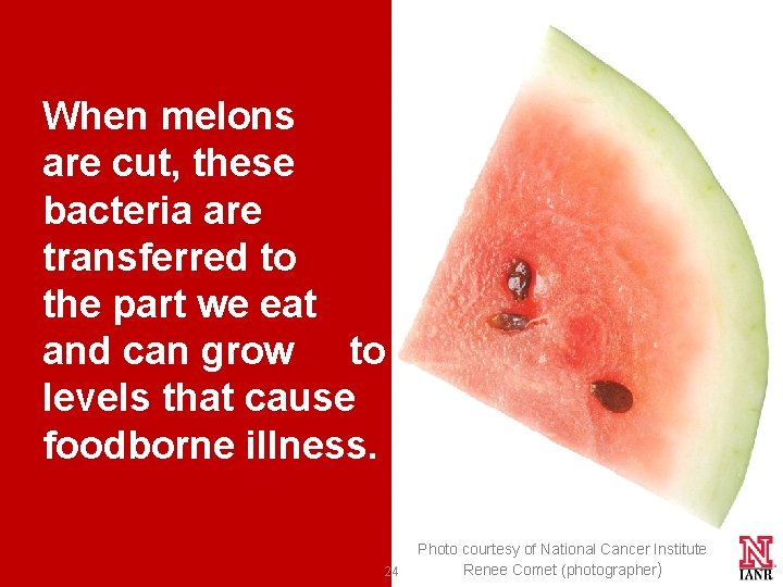 When melons are cut, these bacteria are transferred to the part we eat and When melons are cut, these bacteria are transferred to the part we eat and
