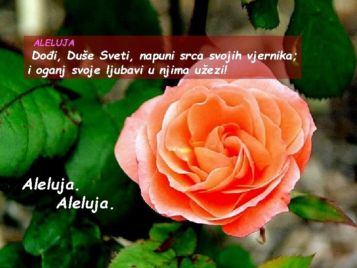 ALELUJA Dođi, Duše Sveti, napuni srca svojih vjernika; i oganj svoje ljubavi u njima