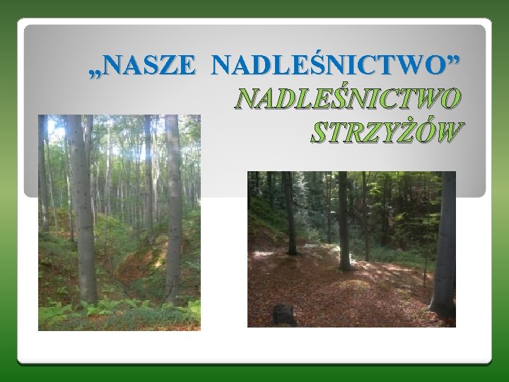 „NASZE NADLEŚNICTWO” NADLEŚNICTWO STRZYŻÓW 
