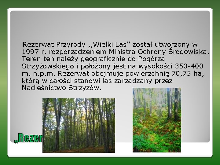 Rezerwat Przyrody , , Wielki Las’’ został utworzony w 1997 r. rozporządzeniem Ministra Ochrony