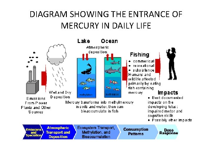 DIAGRAM SHOWING THE ENTRANCE OF MERCURY IN DAILY LIFE 