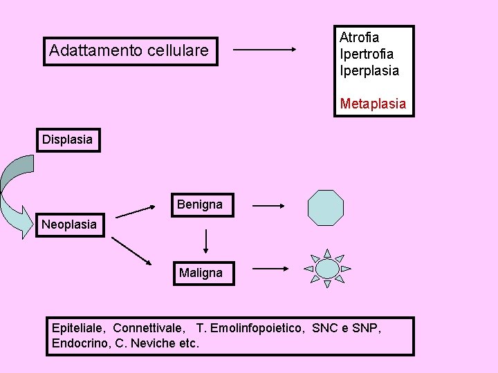 Adattamento cellulare Atrofia Iperplasia Metaplasia Displasia Benigna Neoplasia Maligna Epiteliale, Connettivale, T. Emolinfopoietico, SNC