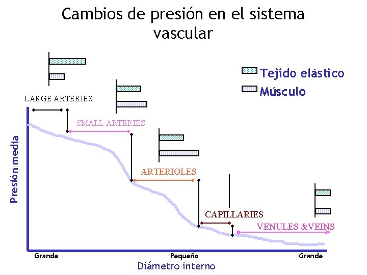 Cambios de presión en el sistema vascular Tejido elástico Músculo LARGE ARTERIES Presión media