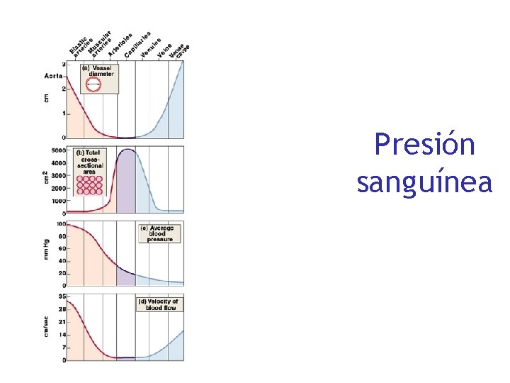 Presión sanguínea 