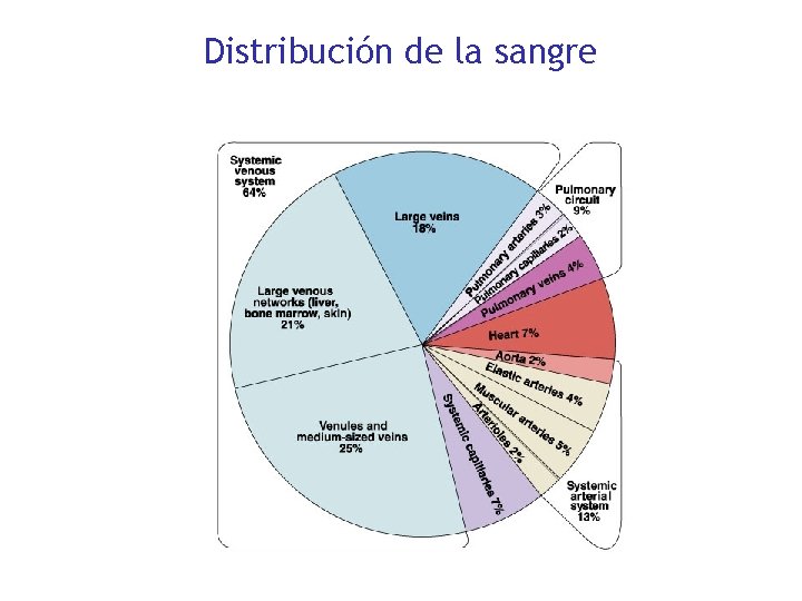 Distribución de la sangre 