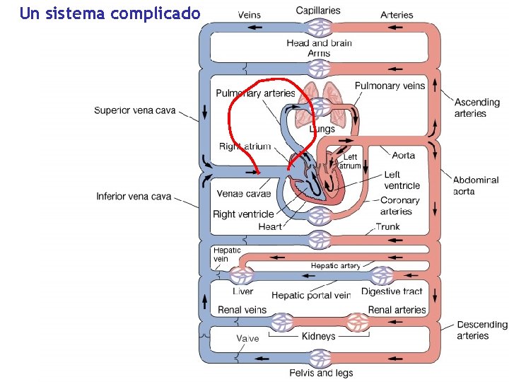 Un sistema complicado 