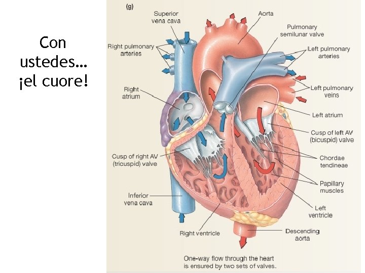 Con ustedes… ¡el cuore! 