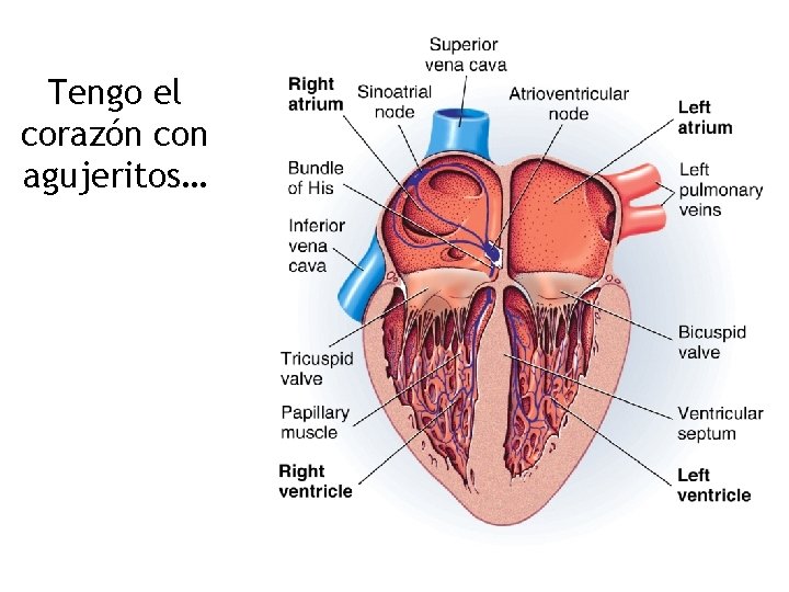 Tengo el corazón con agujeritos… 