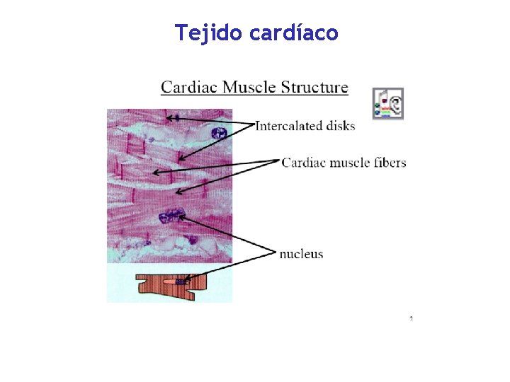 Tejido cardíaco 