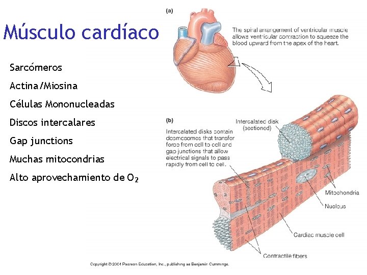 Músculo cardíaco Sarcómeros Actina/Miosina Células Mononucleadas Discos intercalares Gap junctions Muchas mitocondrias Alto aprovechamiento