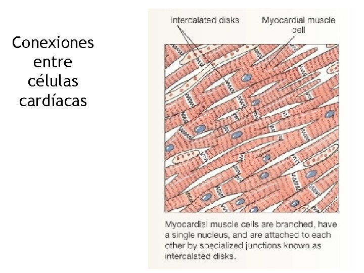 Conexiones entre células cardíacas 