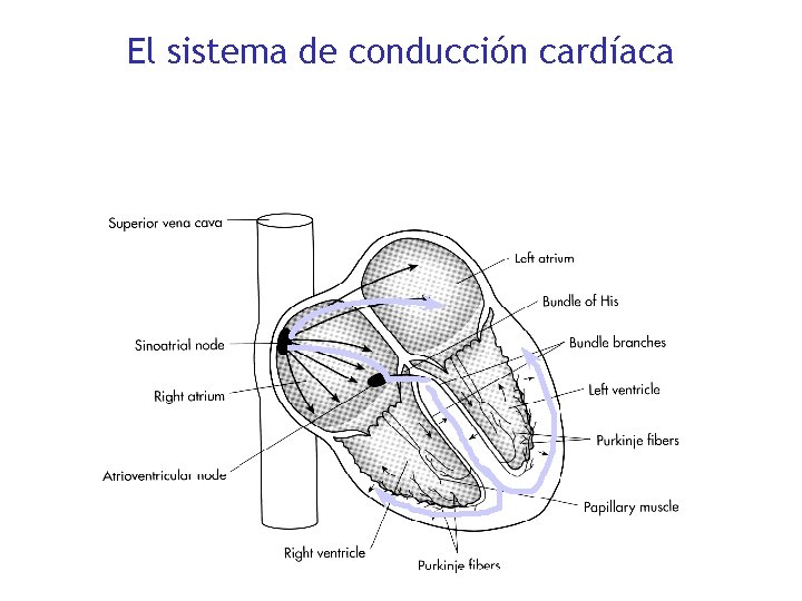 El sistema de conducción cardíaca 