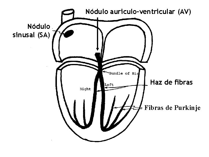 Nódulo auriculo-ventricular (AV) Nódulo sinusal (SA) Haz de fibras Fibras de Purkinje 