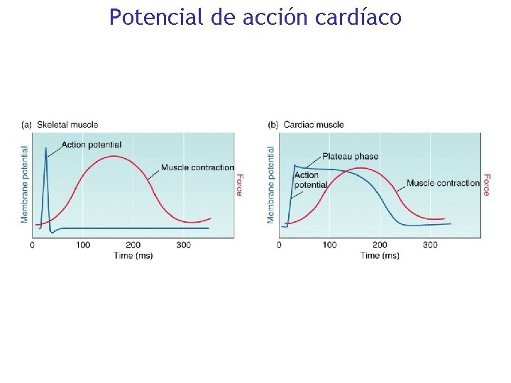 Potencial de acción cardíaco 