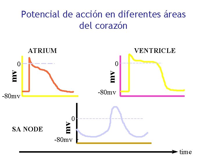 Potencial de acción en diferentes áreas del corazón ATRIUM VENTRICLE 0 mv mv 0