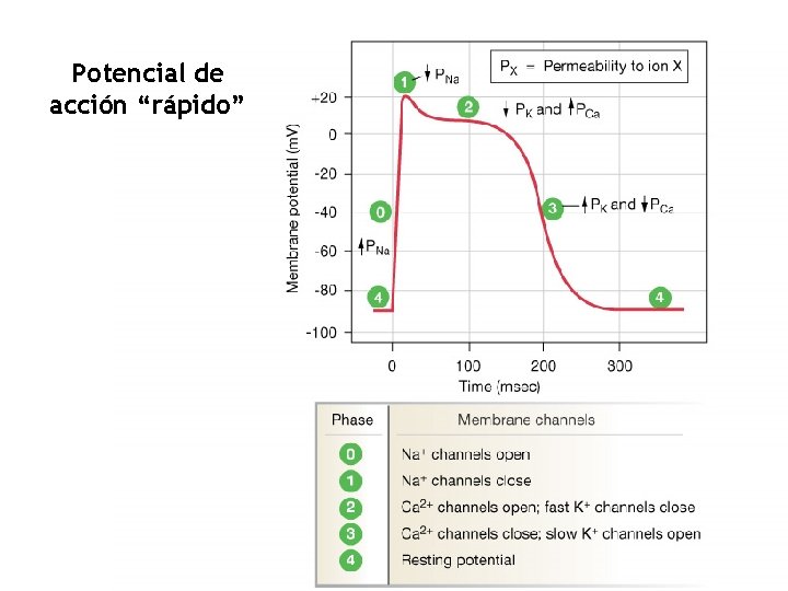 Potencial de acción “rápido” 