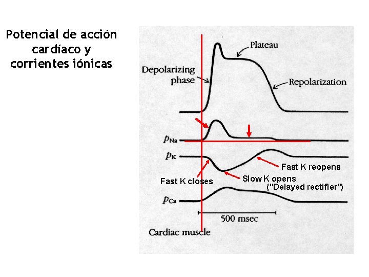 Potencial de acción cardíaco y corrientes iónicas Fast K closes Fast K reopens Slow