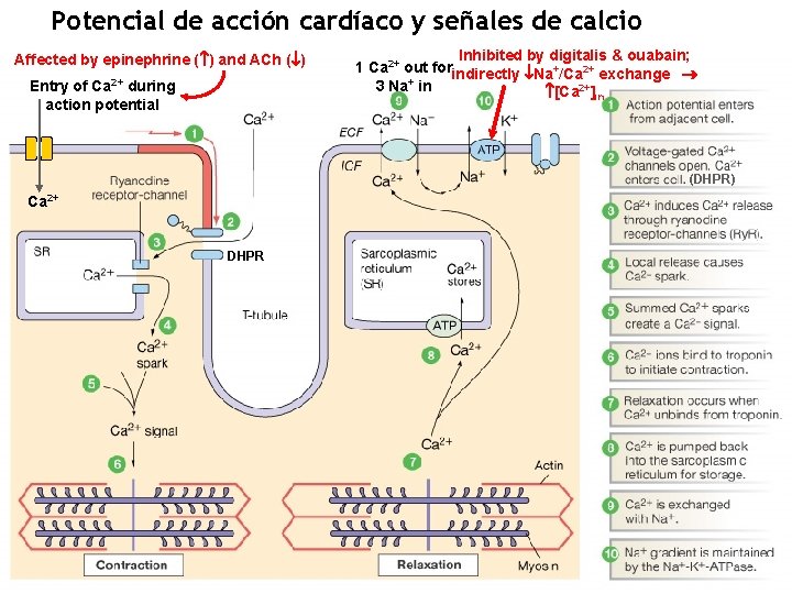 Potencial de acción cardíaco y señales de calcio Affected by epinephrine ( ) and