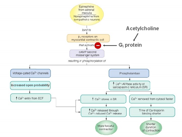 Acetylcholine – Increased open probability Gi protein 