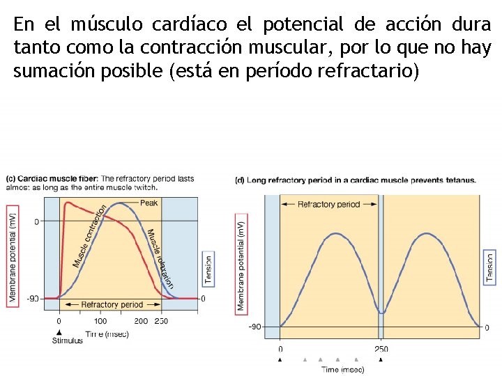 En el músculo cardíaco el potencial de acción dura tanto como la contracción muscular,