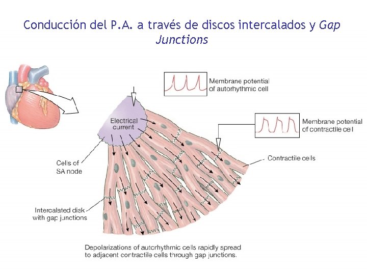 Conducción del P. A. a través de discos intercalados y Gap Junctions 