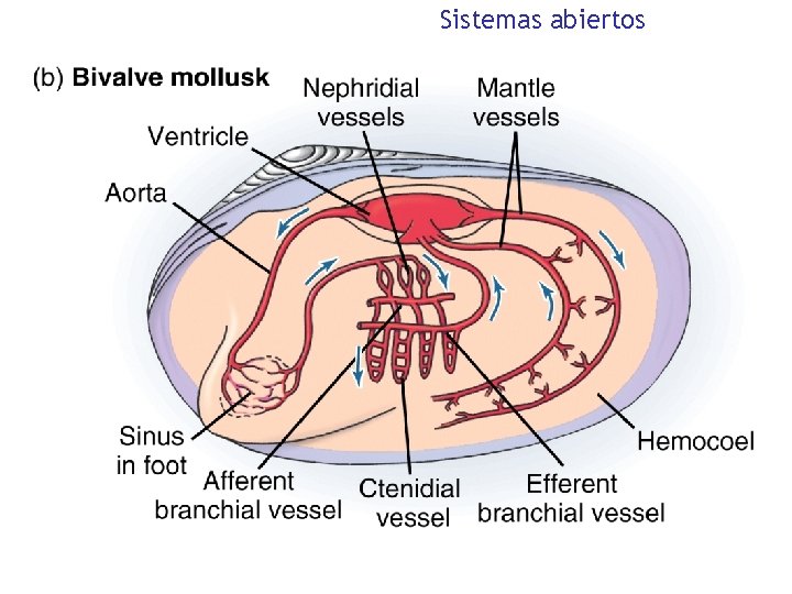 Sistemas abiertos 