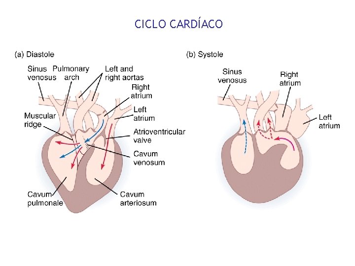 CICLO CARDÍACO 