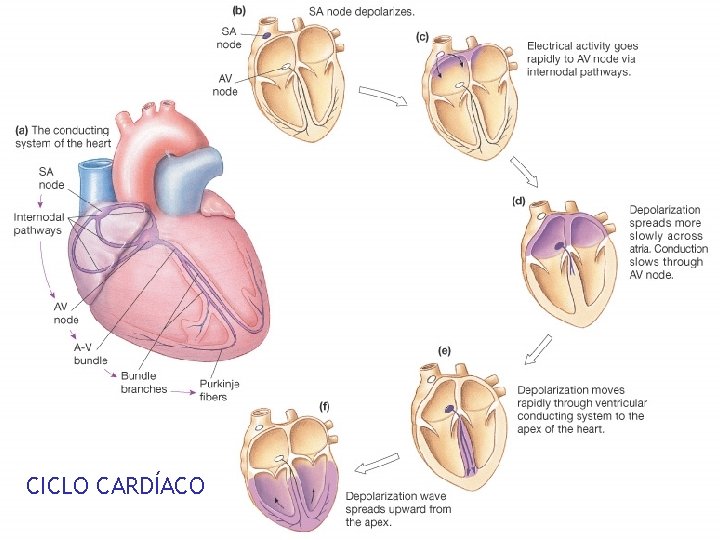 CICLO CARDÍACO 