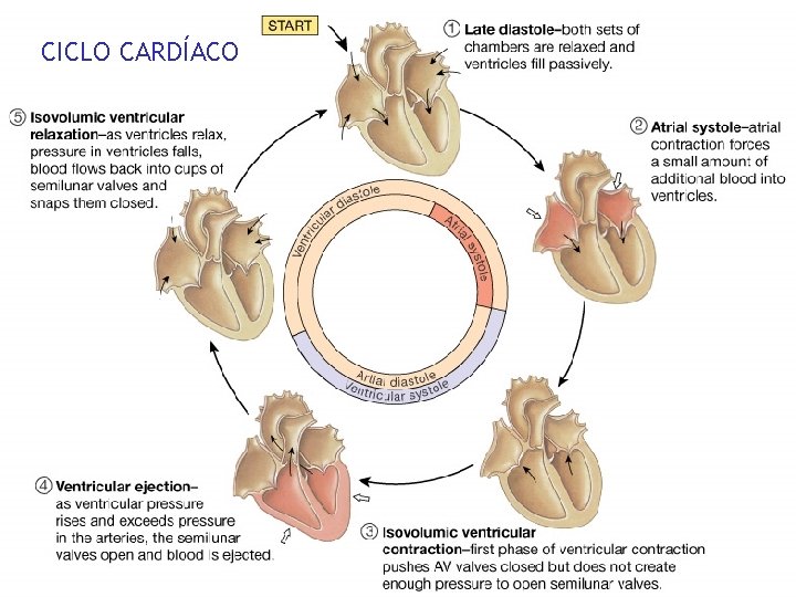 CICLO CARDÍACO 