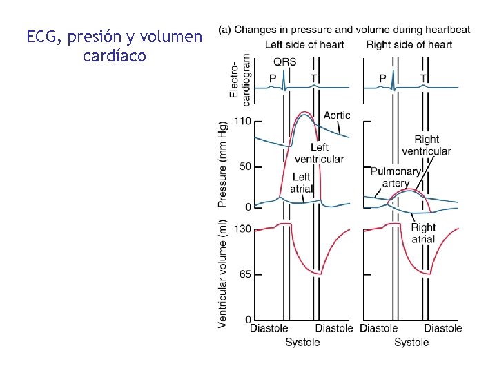 ECG, presión y volumen cardíaco 