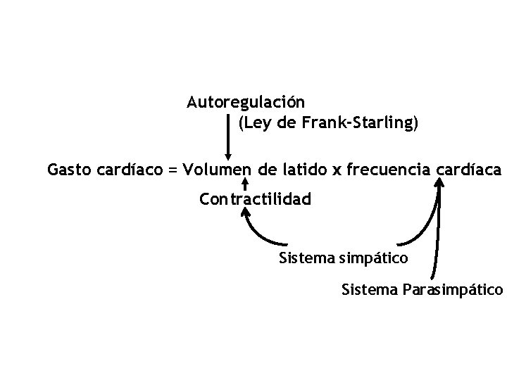 Autoregulación (Ley de Frank-Starling) Gasto cardíaco = Volumen de latido x frecuencia cardíaca Contractilidad