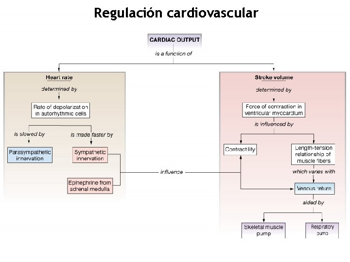 Regulación cardiovascular 