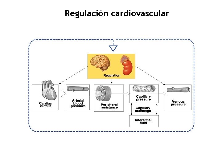 Regulación cardiovascular 