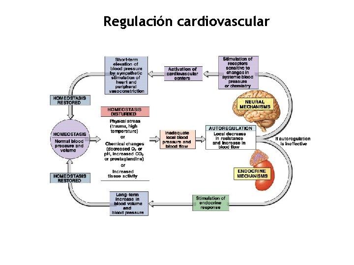 Regulación cardiovascular 