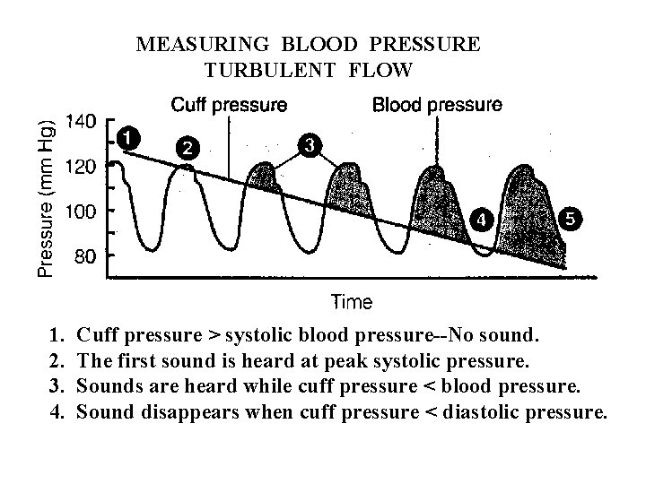 MEASURING BLOOD PRESSURE TURBULENT FLOW 1. 2. 3. 4. Cuff pressure > systolic blood