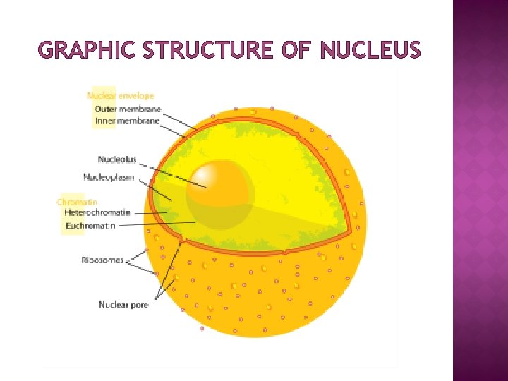 GRAPHIC STRUCTURE OF NUCLEUS 