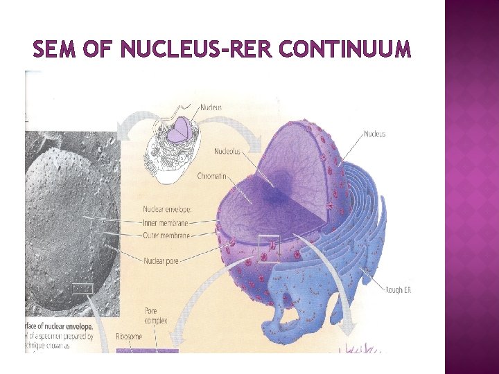 SEM OF NUCLEUS-RER CONTINUUM 