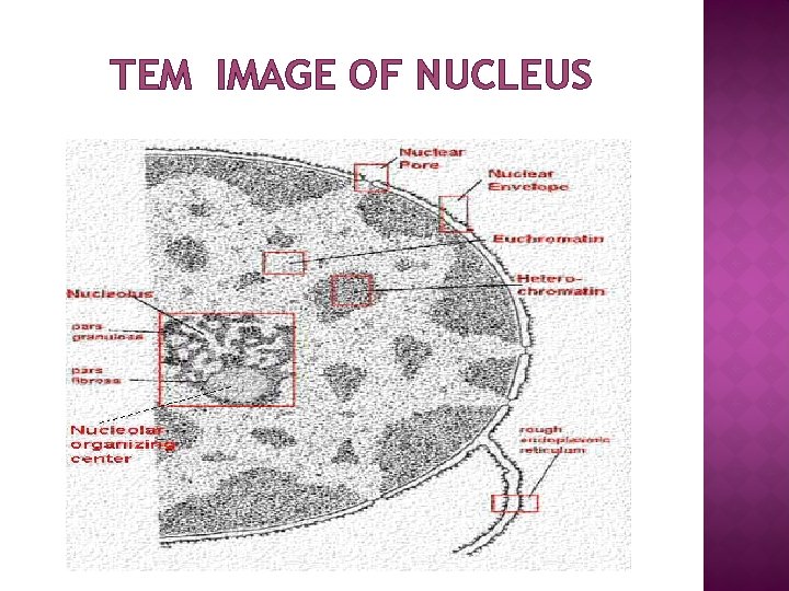 TEM IMAGE OF NUCLEUS 