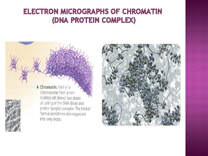 ELECTRON MICROGRAPHS OF CHROMATIN (DNA PROTEIN COMPLEX) 